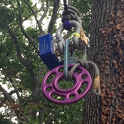 Tree Climbing 1